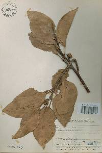 Quercus acuta image
