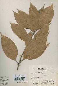 Quercus acuta image