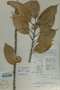 Quercus acuta image