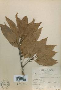 Quercus acuta image