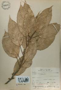 Quercus acuta image