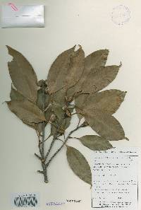 Quercus acuta image
