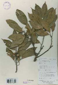 Quercus acuta image