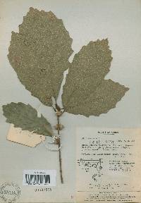 Quercus aliena image