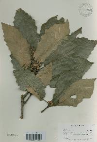 Quercus aliena image