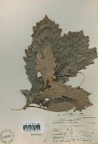 Quercus aliena image