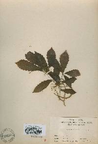 Quercus aliena image