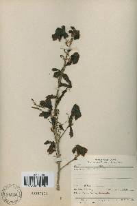 Quercus aliena image