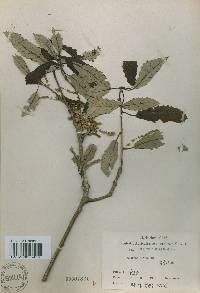 Quercus aliena image