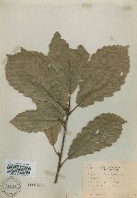 Quercus aliena image