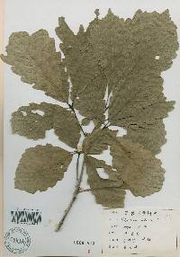 Quercus aliena image