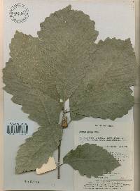 Quercus aliena image