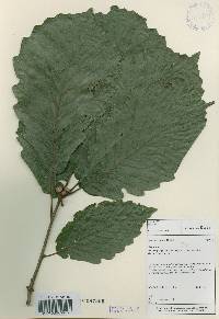 Quercus aliena image