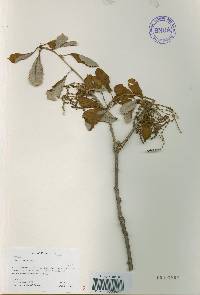 Quercus aliena image