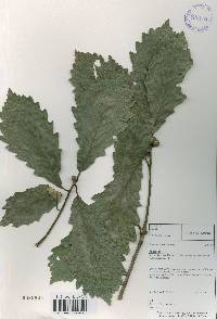 Quercus aliena image