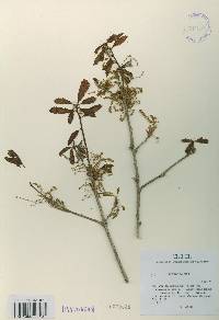 Quercus aliena image