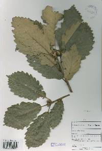 Quercus aliena image