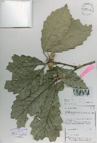 Quercus aliena image