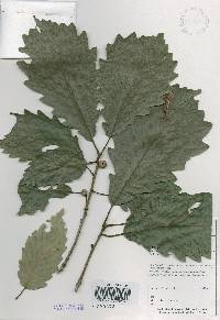 Quercus aliena image