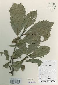 Quercus aliena image