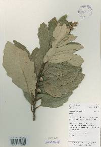 Quercus aliena image