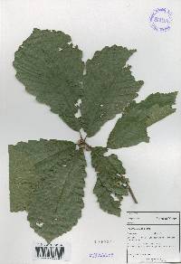 Quercus aliena image
