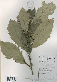Quercus aliena image