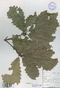 Quercus aliena image