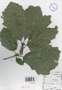 Quercus aliena image
