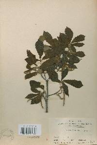 Quercus aliena image