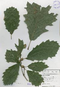 Quercus aliena image