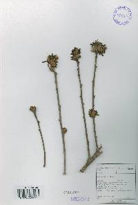 Quercus aliena image