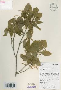 Quercus aliena image
