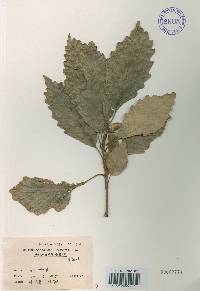 Quercus aliena image