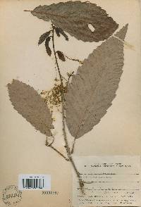 Quercus aliena image