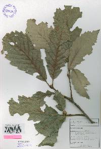 Quercus aliena image