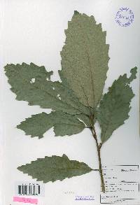 Quercus aliena image