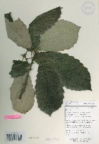 Quercus aliena image