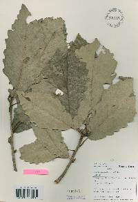 Quercus aliena image