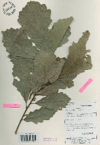 Quercus aliena image