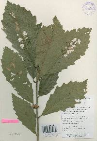 Quercus aliena image