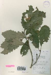 Quercus aliena image