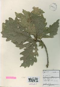 Quercus aliena image