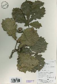 Quercus aliena image