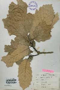 Quercus aliena image