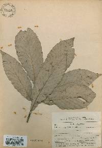 Quercus aliena image