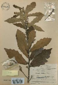 Quercus aliena image