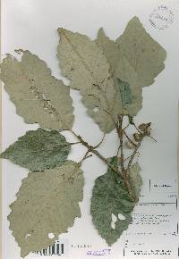 Quercus aliena image