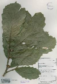 Quercus aliena image
