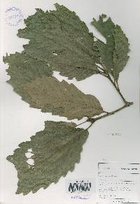 Quercus aliena image